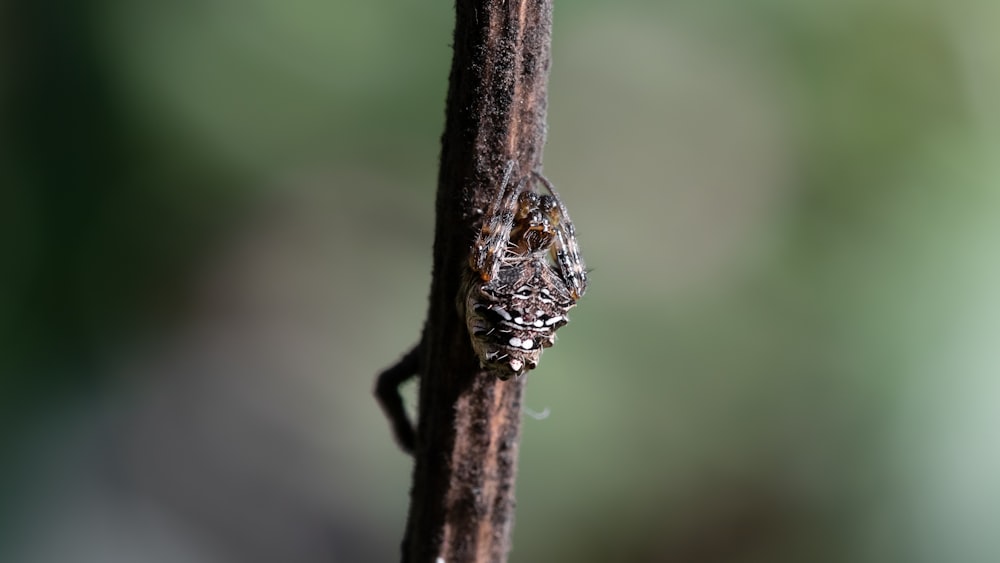 grey spider on branch