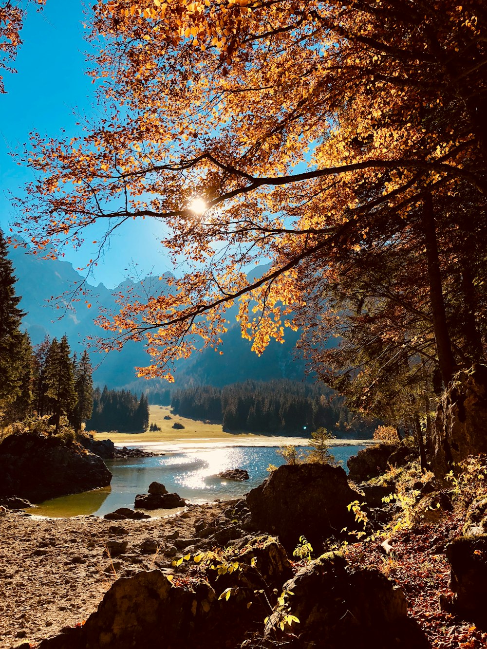 rocce e alberi vicino al fiume