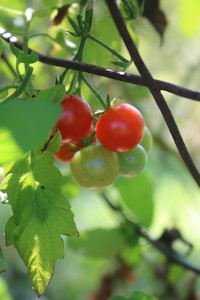 Cherry Tomato Seeds