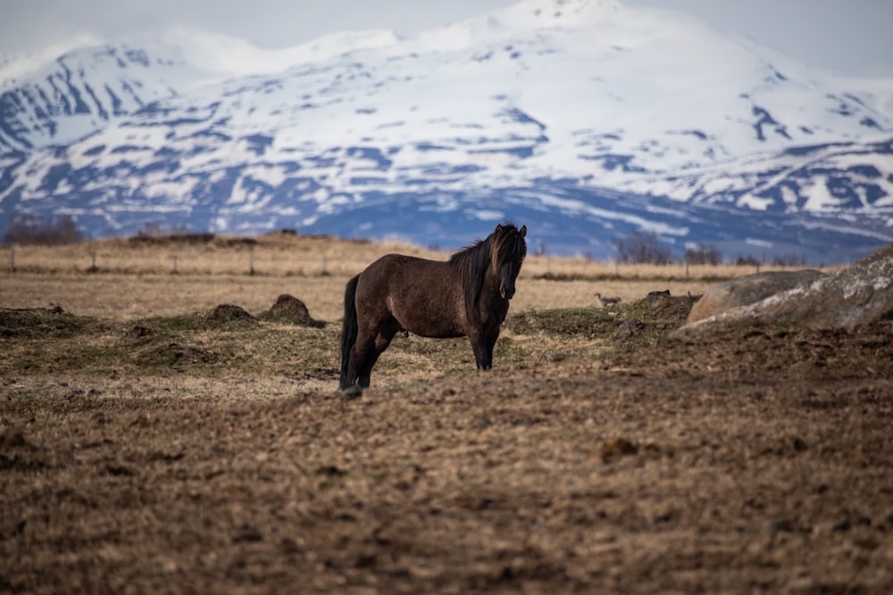 brown horse standing on ground