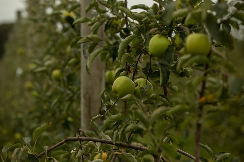 green apple fruit lot