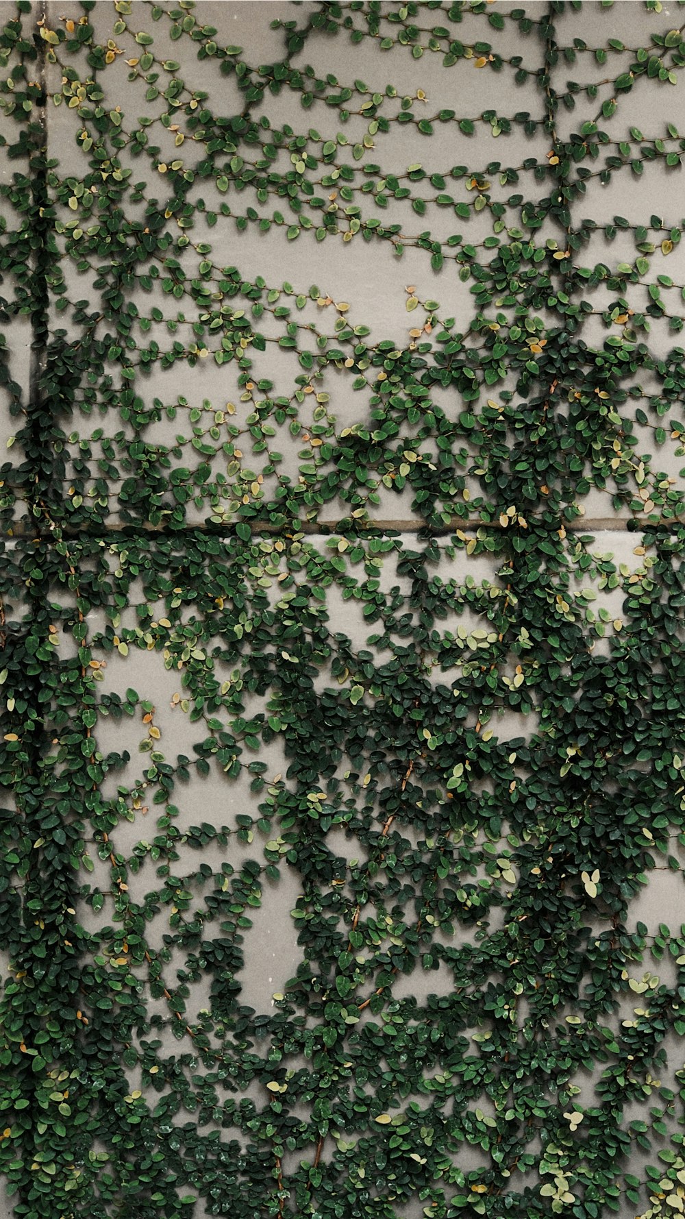 green leafed vines