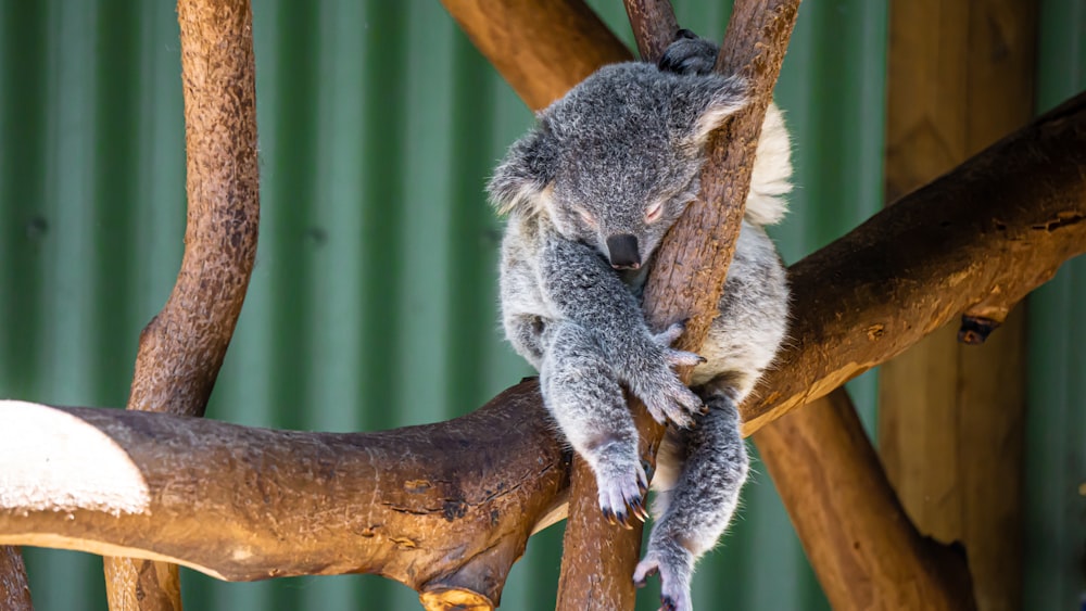 Oso koala gris