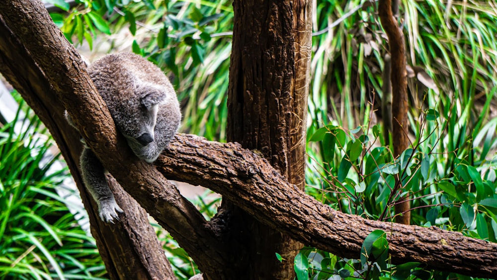 gray koala sleeping on tree branch during daytime