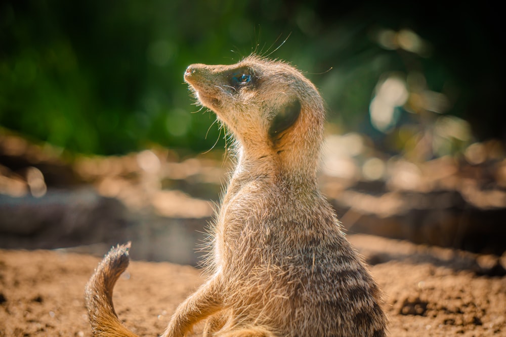 brown meercat