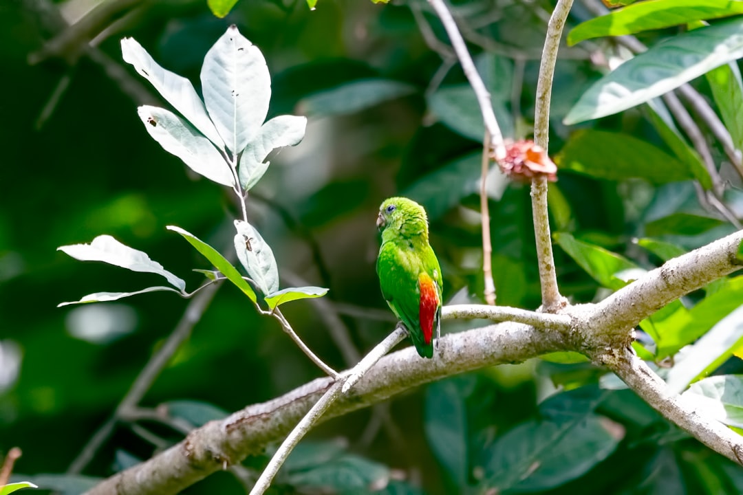 bird perched on tree branch