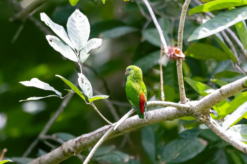 bird perched on tree branch