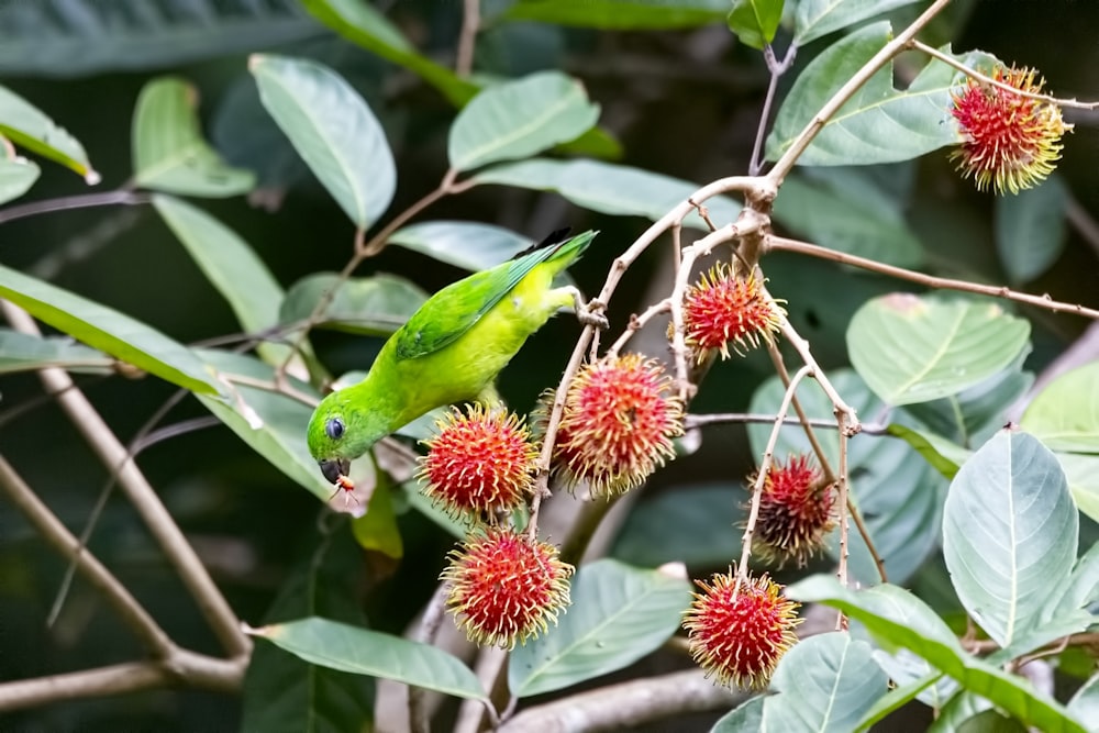 bird perched on branch