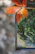 Close-up of a smartphone showing the Gobble Stop app interface in a woodland setting.