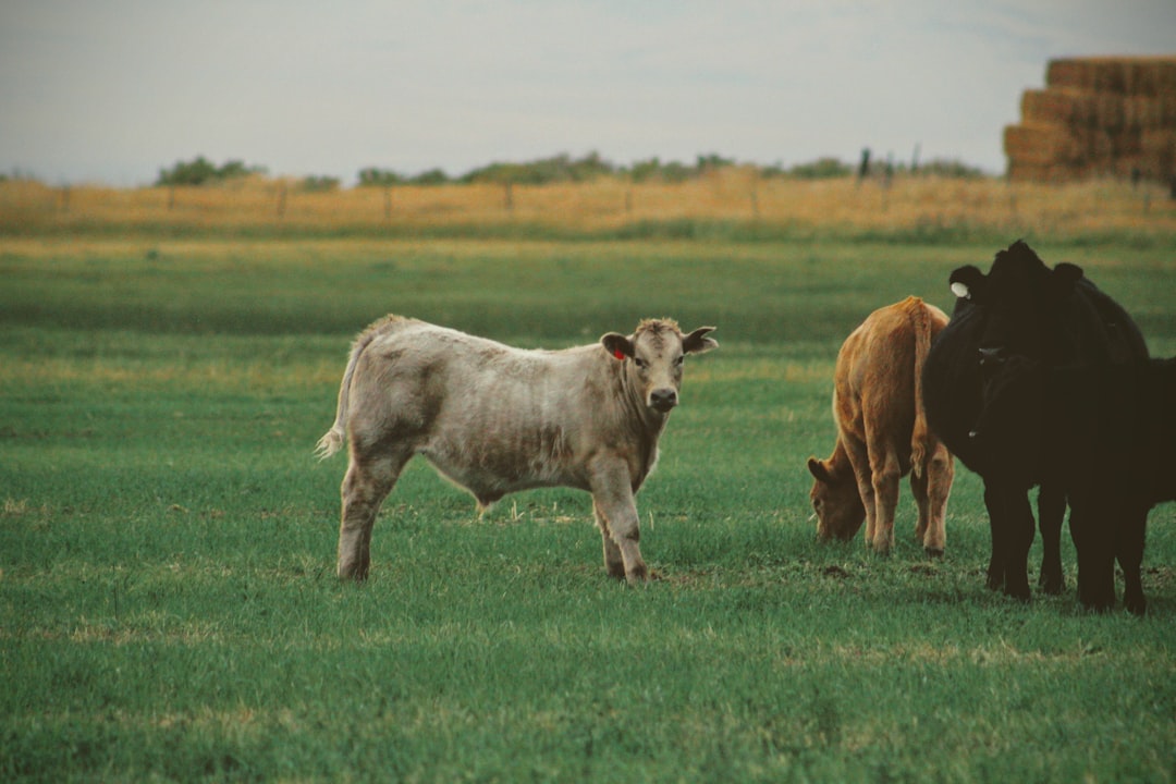 three cattle on green grass at daytime