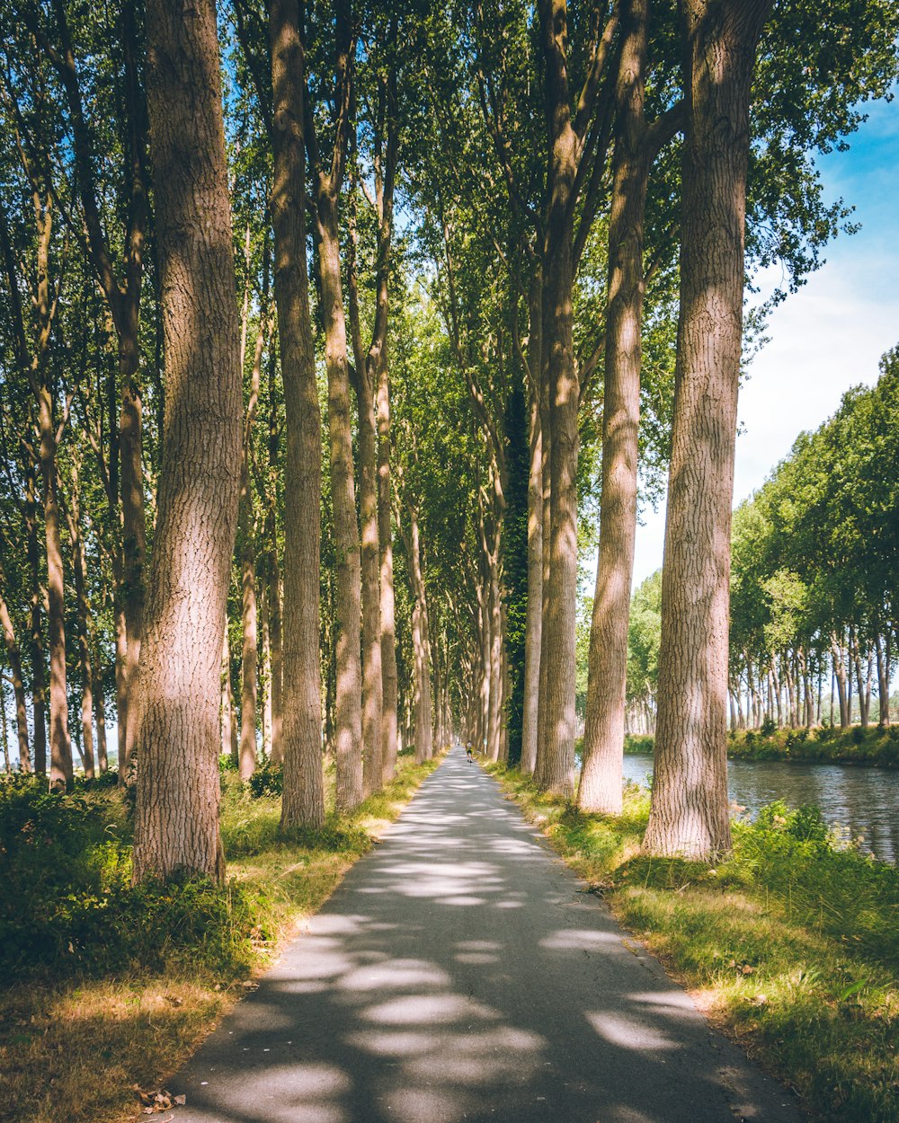 uma estrada arborizada em um parque ao lado de um corpo d'água