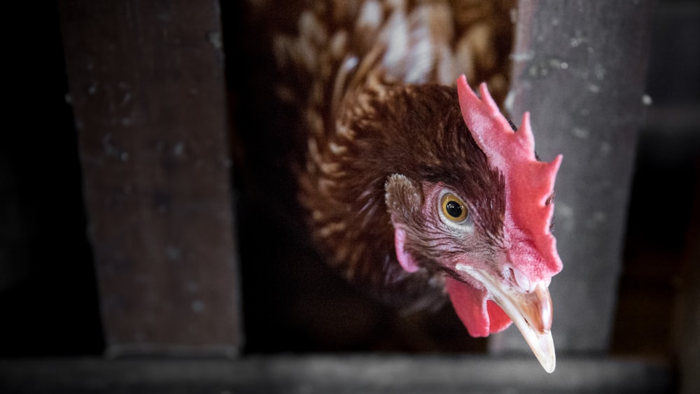 brown chicken