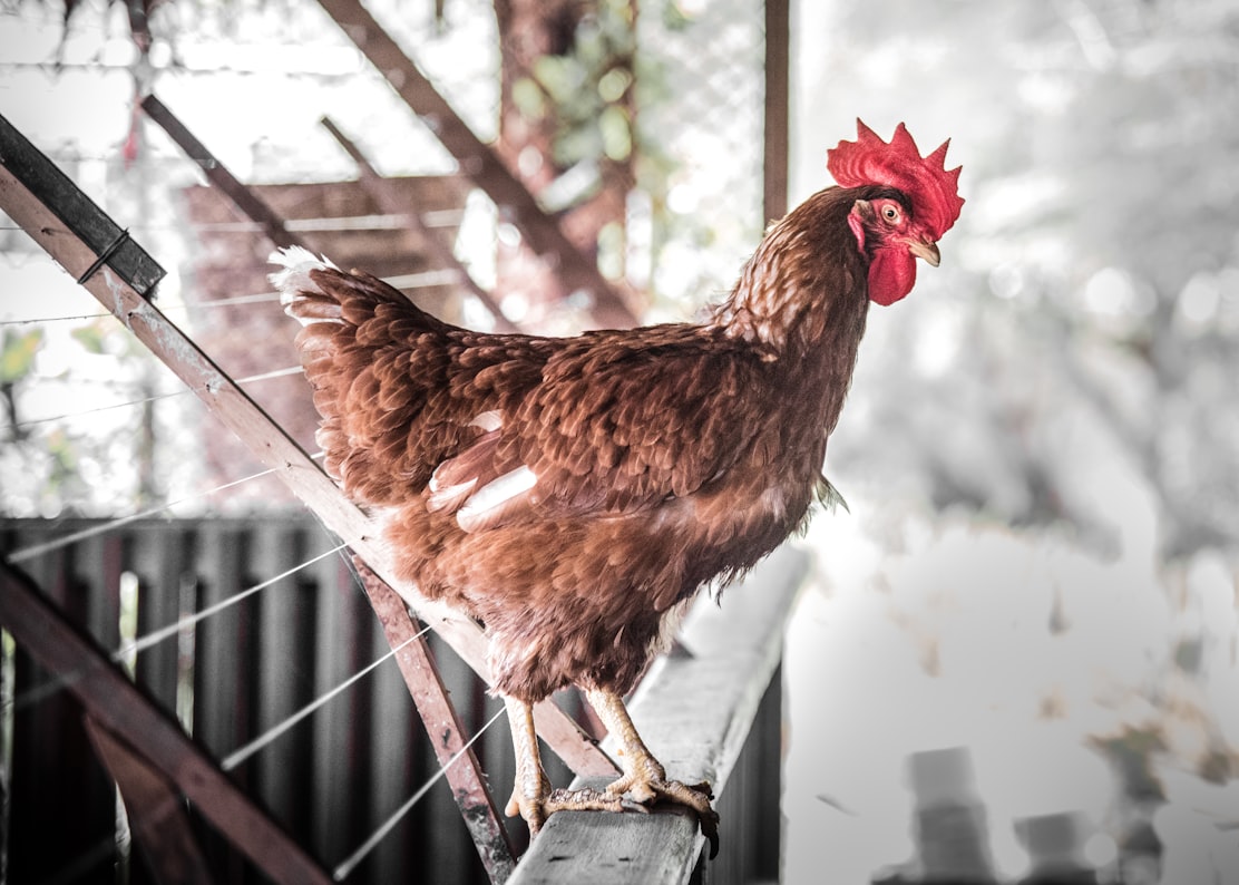 Manifold Bio mengumpulkan $40 juta untuk teknologi 'protein barcoding' untuk membuat pengujian obat hewan lebih efisien Manifold Bio mengumpulkan $40 juta untuk teknologi 'protein barcoding' untuk membuat pengujian obat hewan lebih efisien