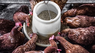 flock of hen