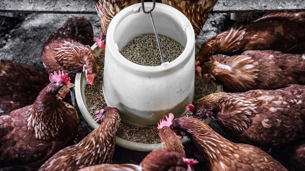 Broiler finisher feed