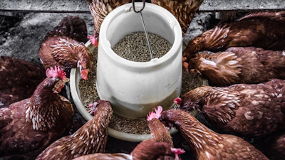 Free-range chickens on pasture