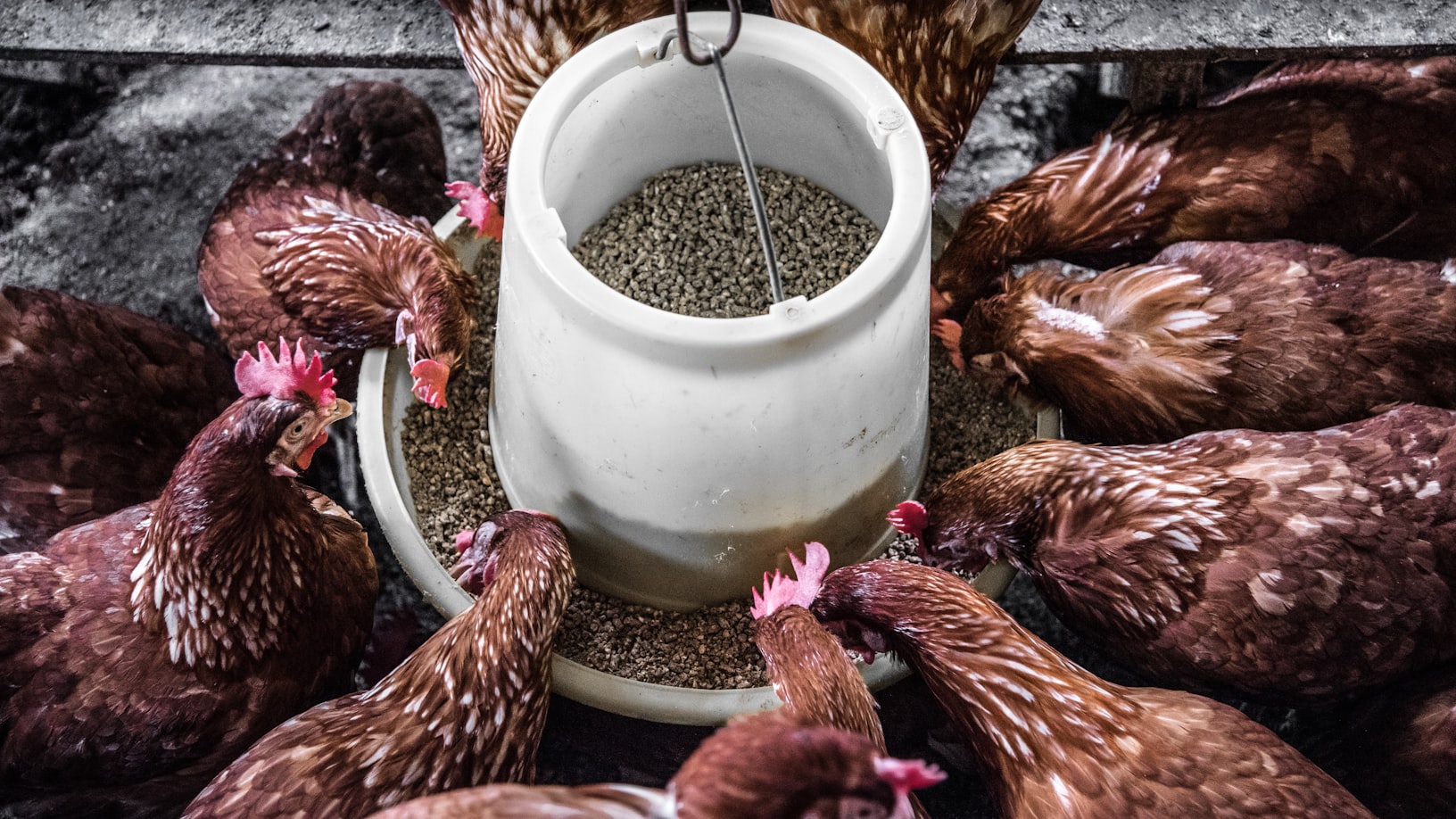 Artificial Intelligence In Animal Feed Formulation: Optimizing Nutrient Balance : There are hens which are eating food from the bowl.
