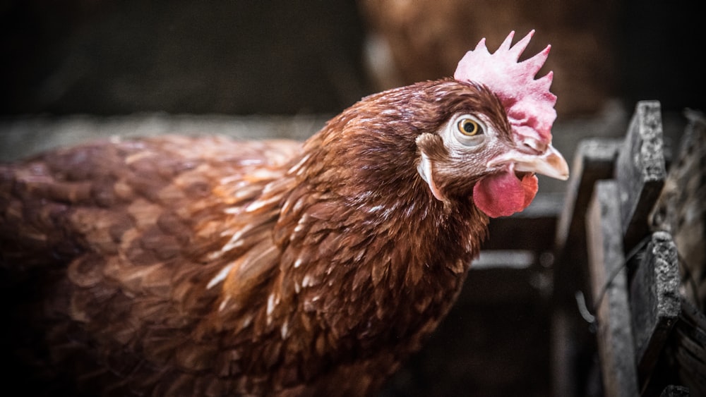 brown hen