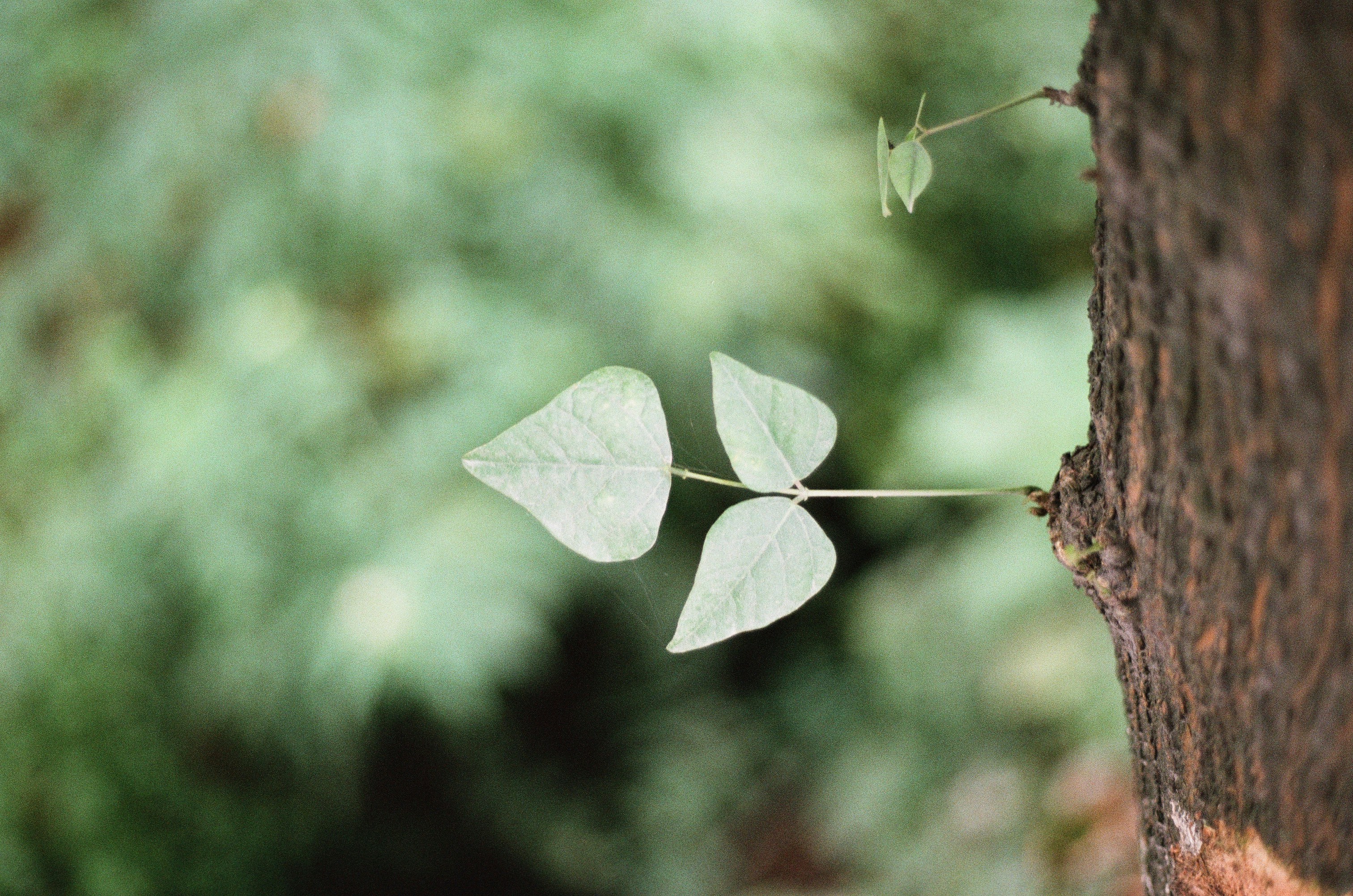 Photo by macrojr