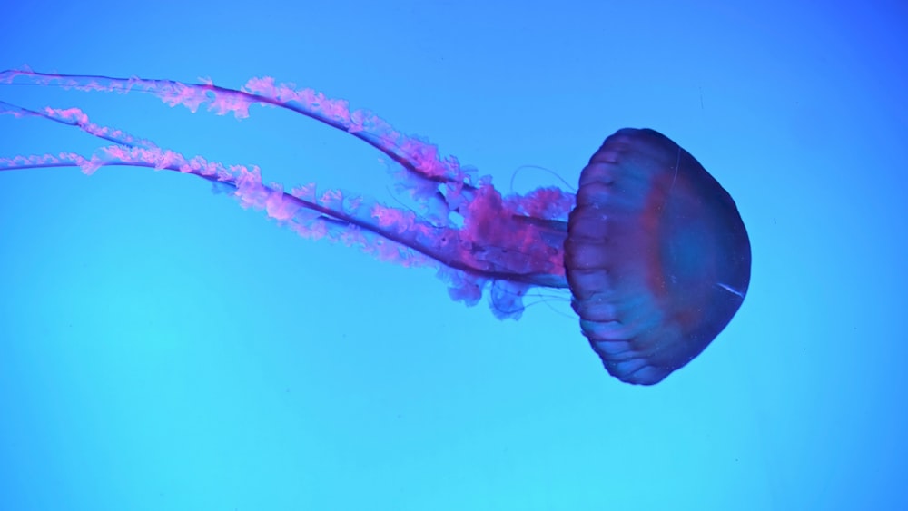 blue and pink jelly fish