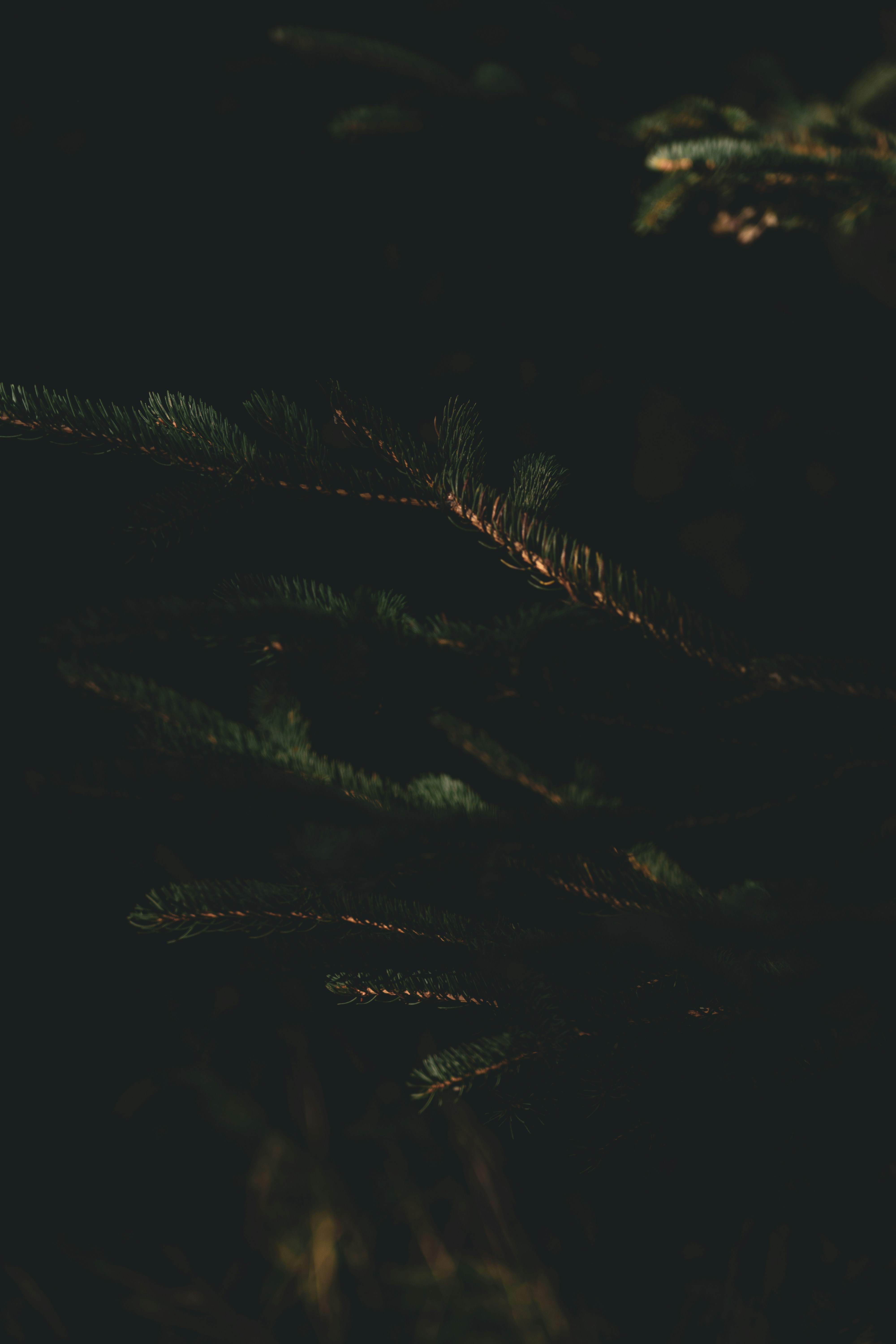 a blurry photo of a pine tree in the dark