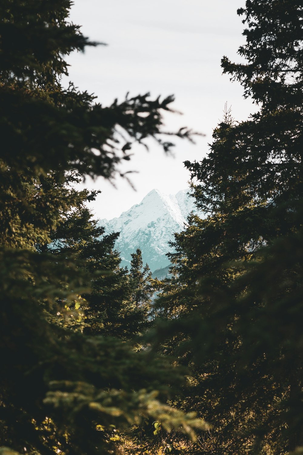 view of mountain alps from green trees from a far