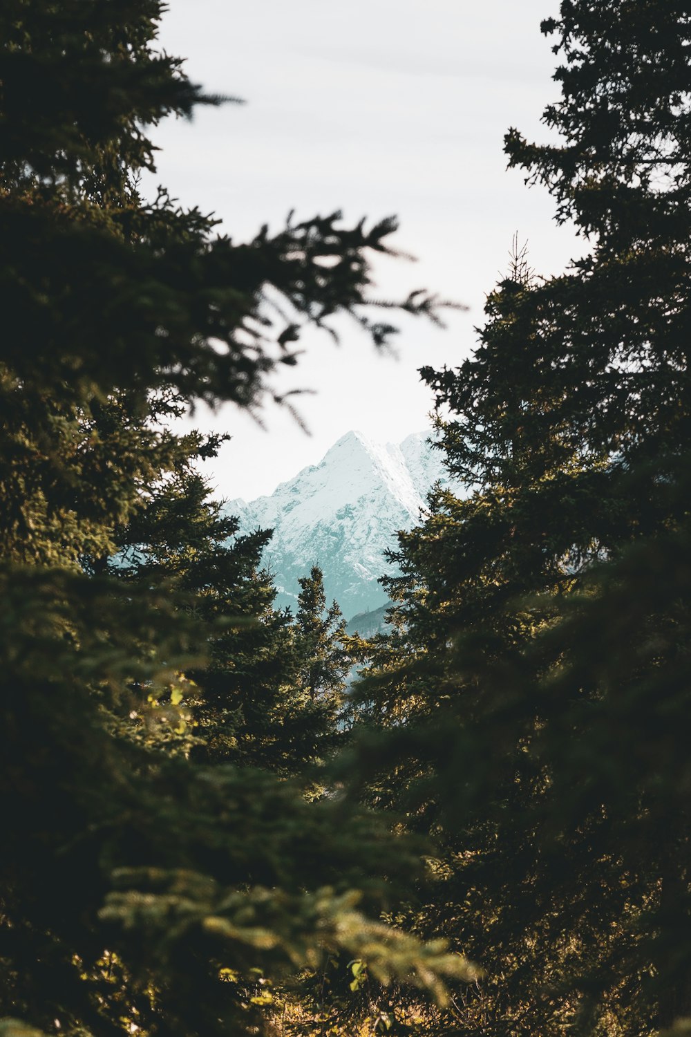 Vista dos Alpes da Montanha de árvores verdes de longe