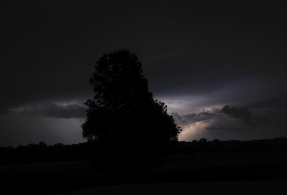 a tree in a field under a cloudy sky