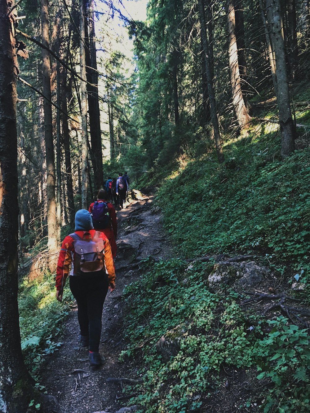 people walking under the trees at daytime