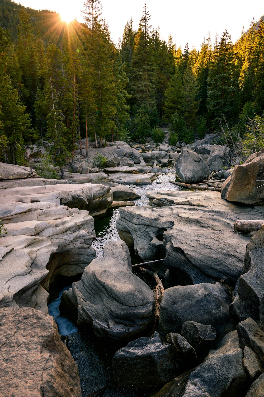 body of water beside trees