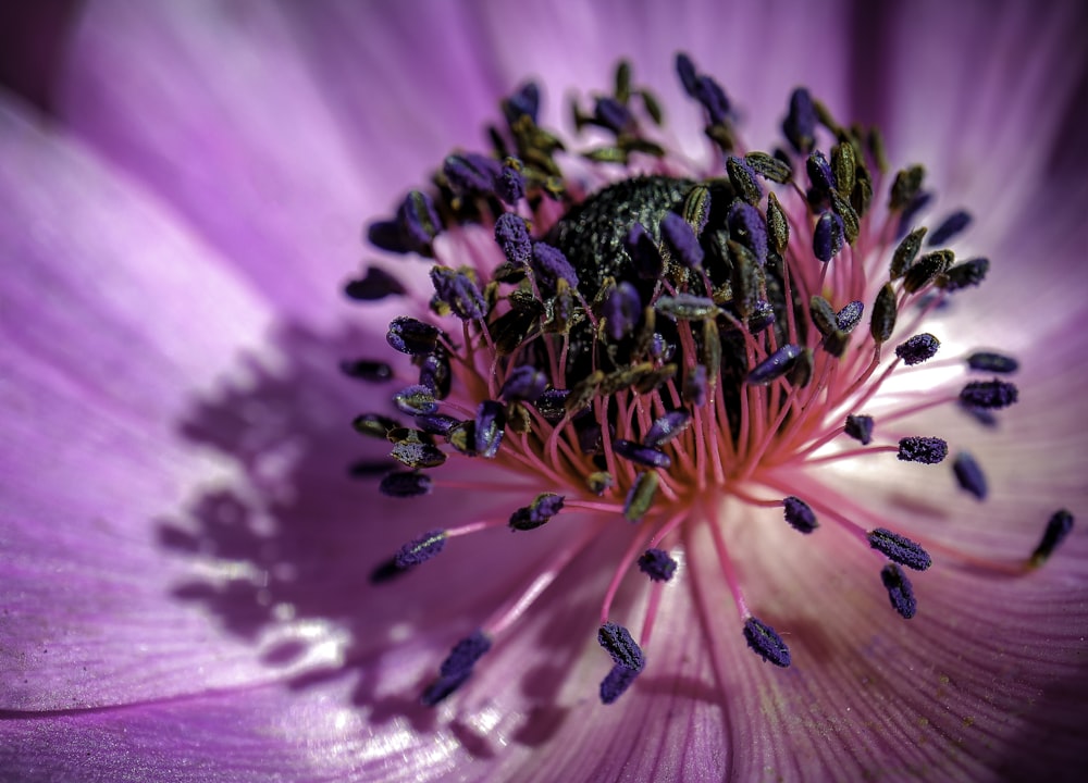 macro photography of pink-petaled flowers