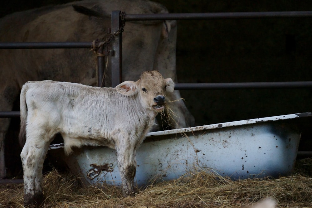 brown cattle near white bathtub