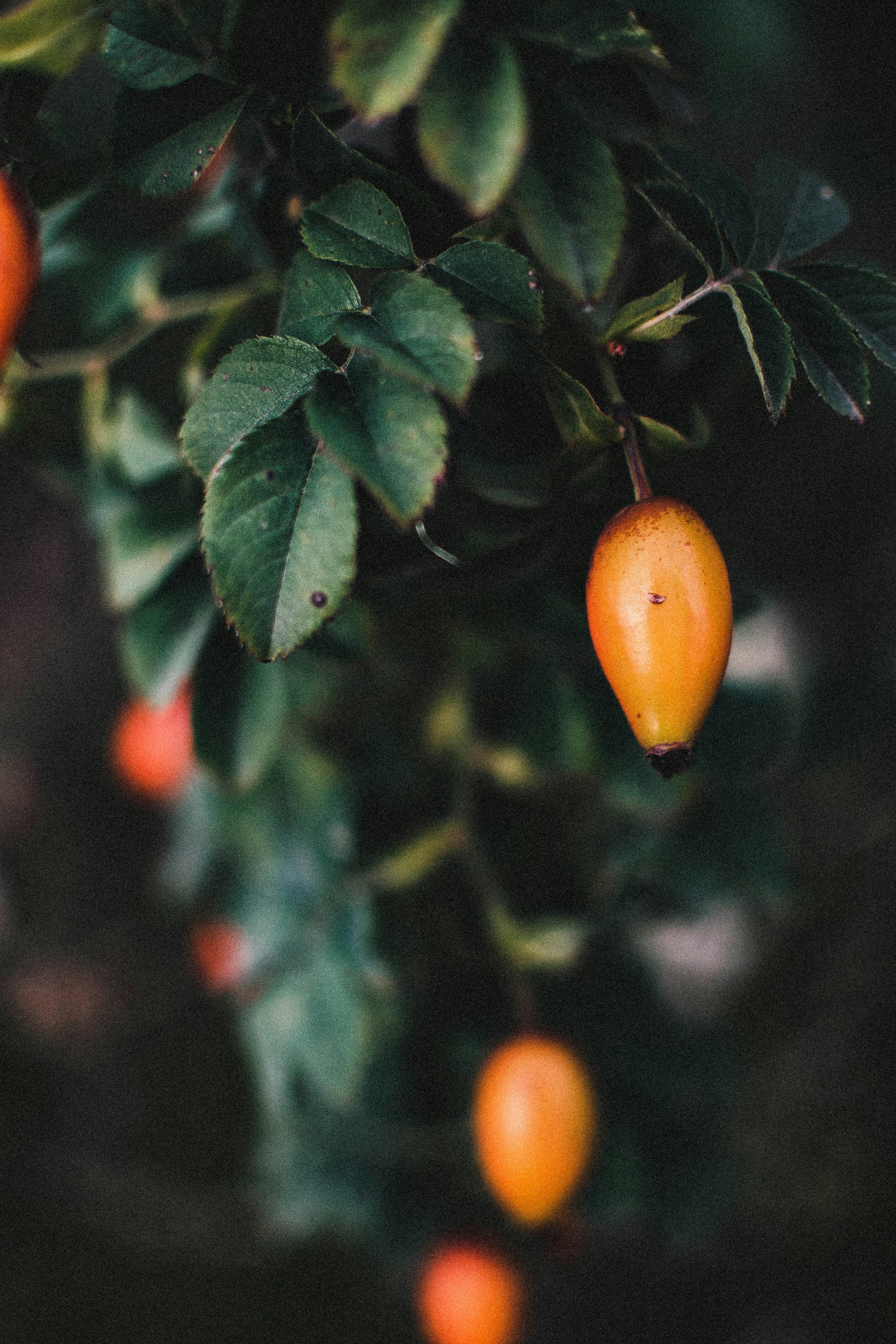 Photo by romanivna13