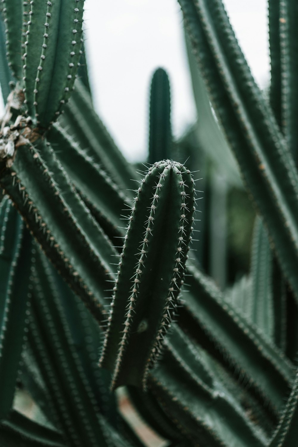 green cactus