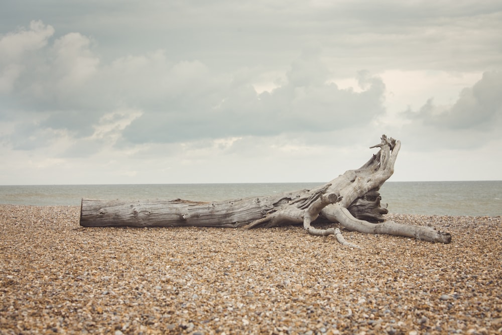 brown log on seashore