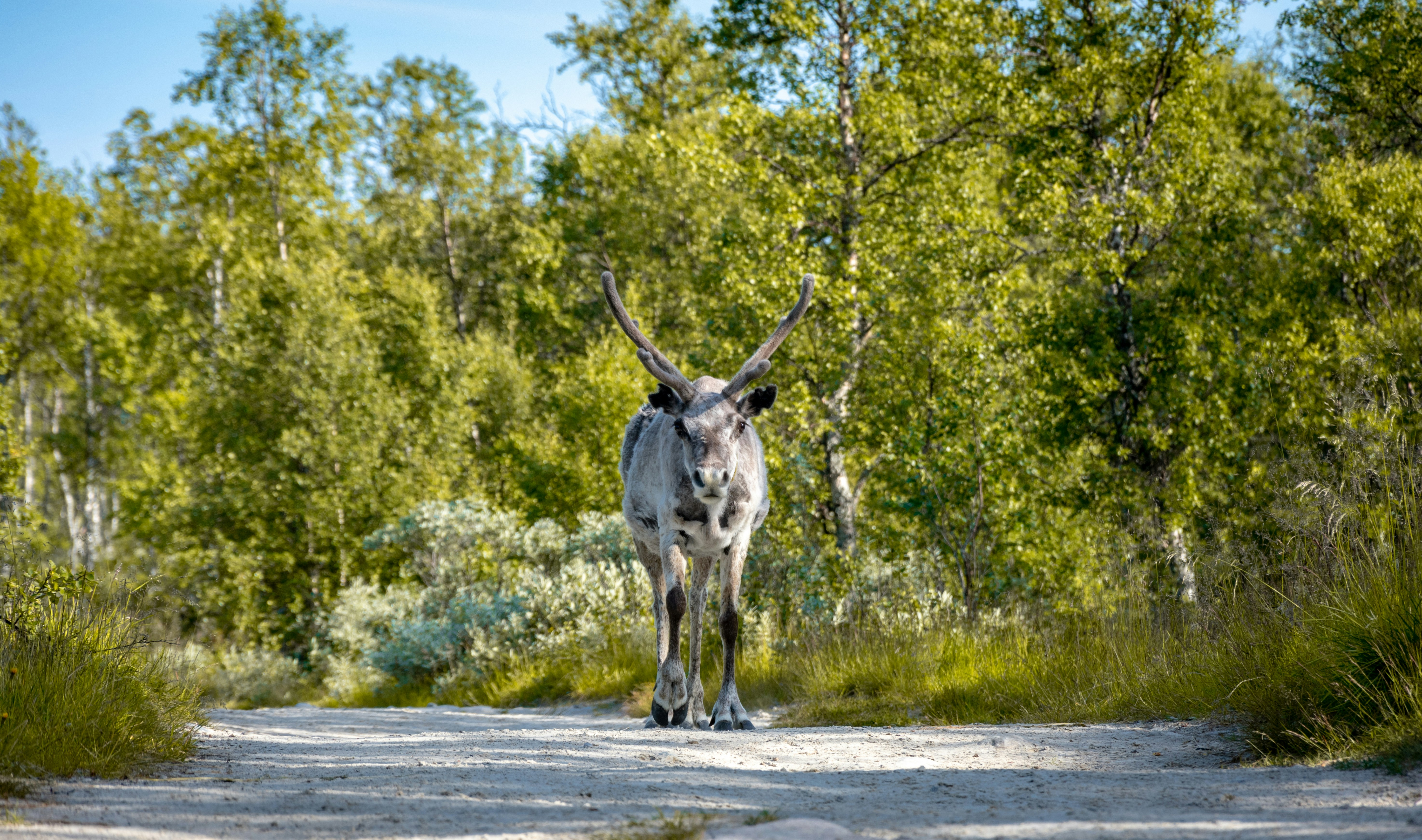 brown 4-legged animal standing beside trees