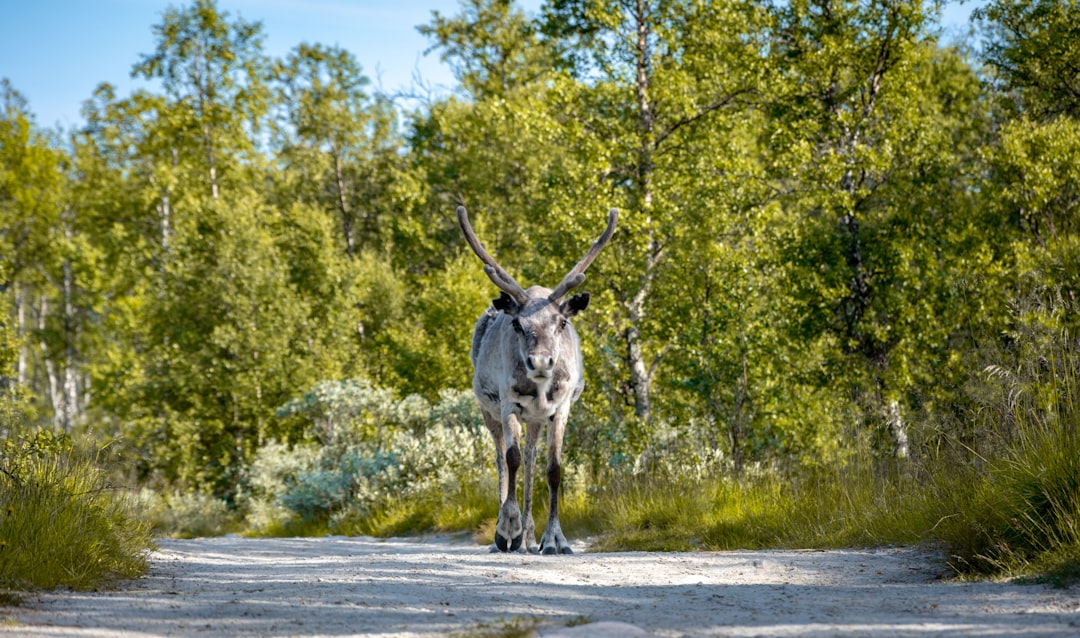 brown 4-legged animal standing beside trees