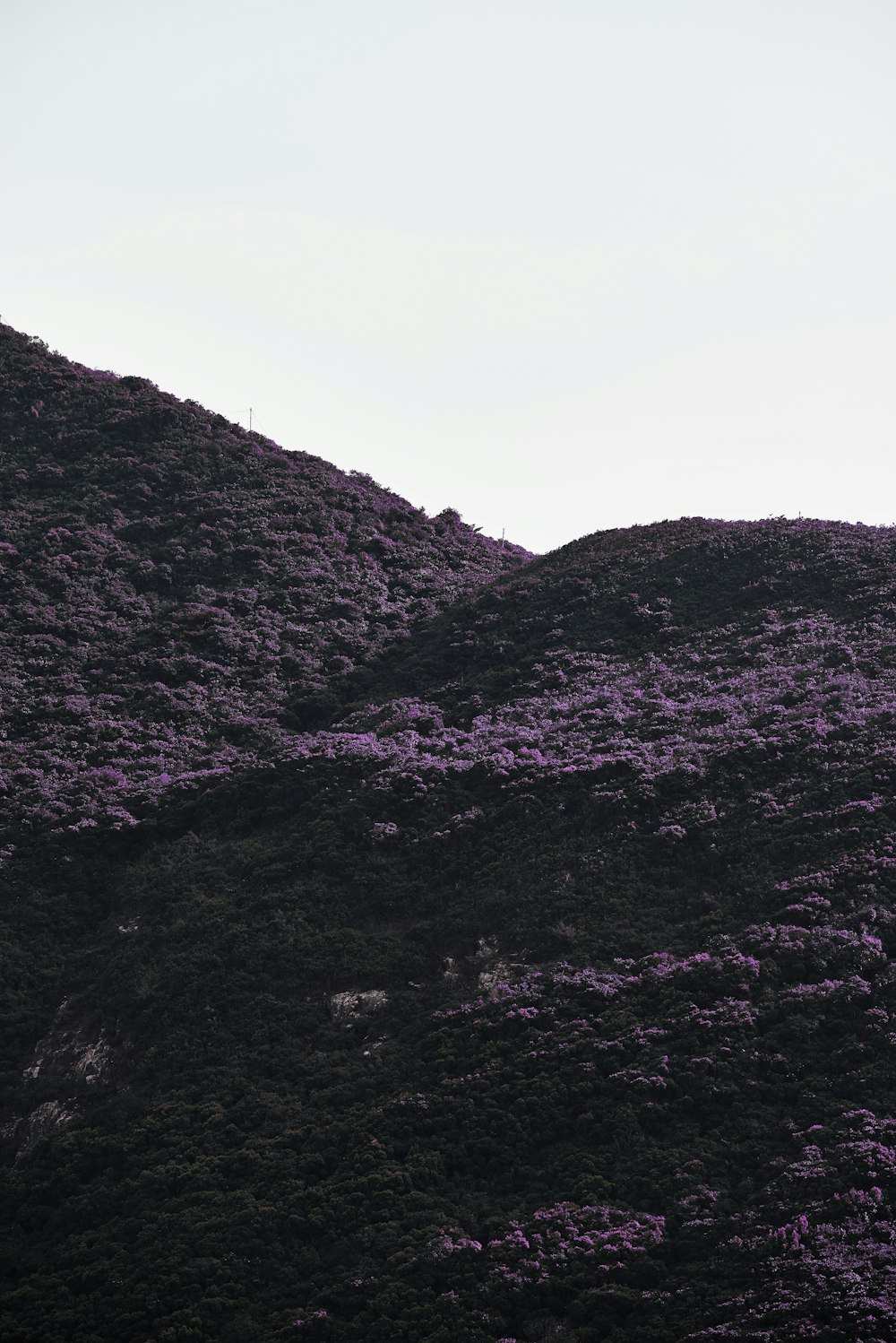 fotografia dal basso di fiori viola in montagna
