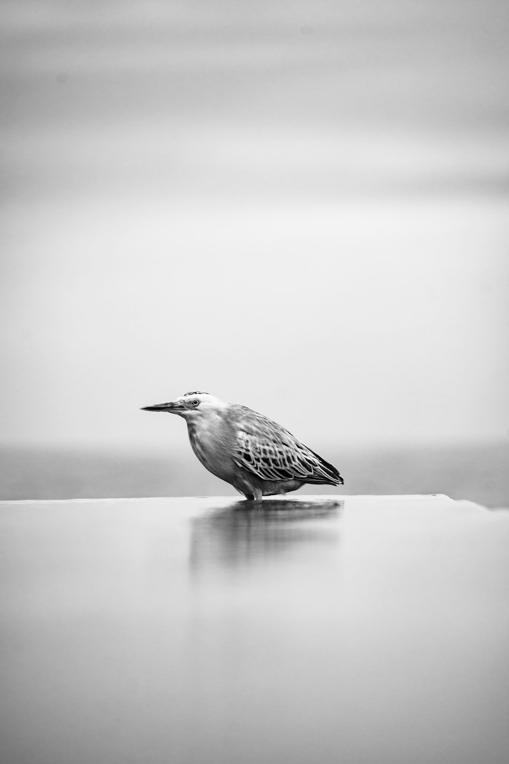 greyscale photography of bird
