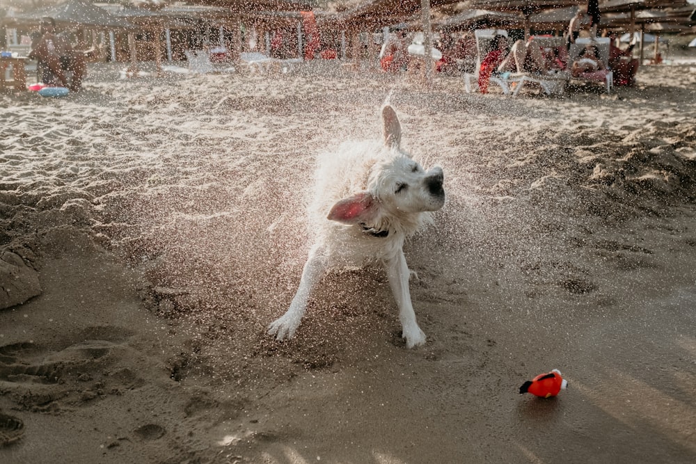 white dog on desert