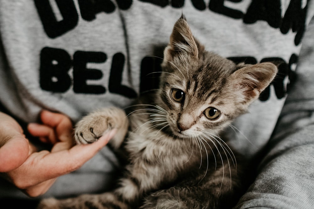 person holds tabby kitchen