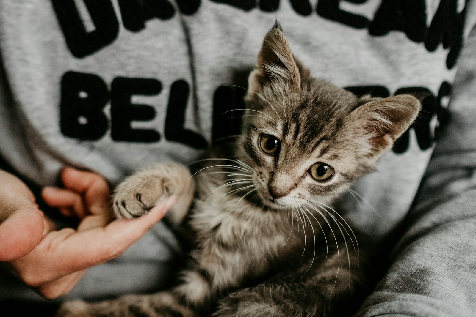 Fujifilm X-Pro2 + Fujifilm XF 23mm F1.4 R sample photo. Person holds tabby kitchen photography