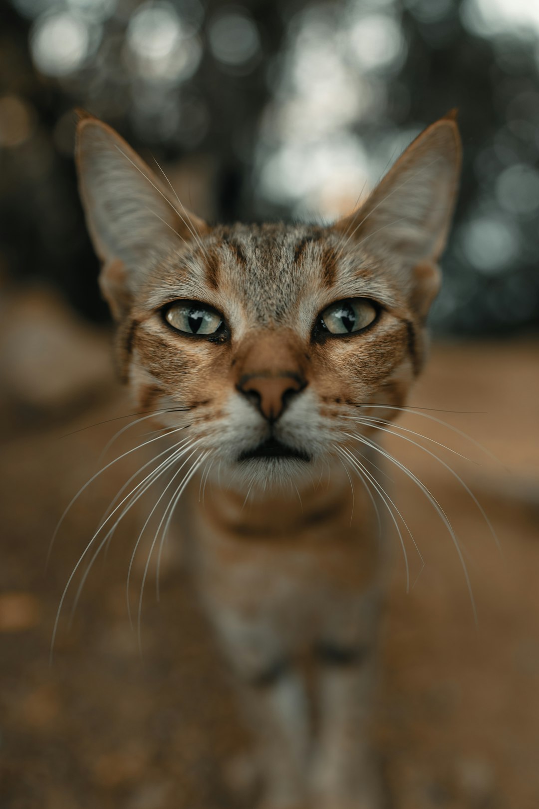 A wild cat I found in Italy that was very interested in my camera lens