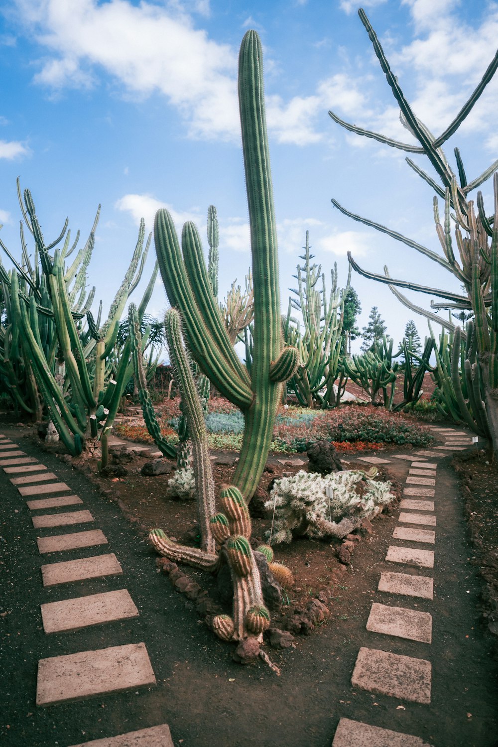 green cactus plants in garden
