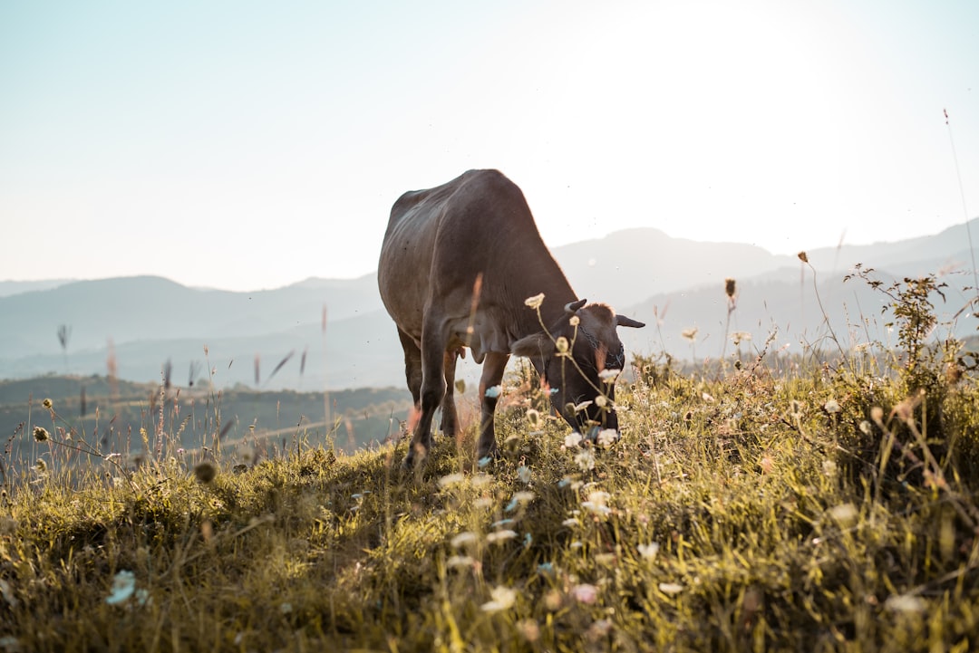 shallow focus photo of brown cow