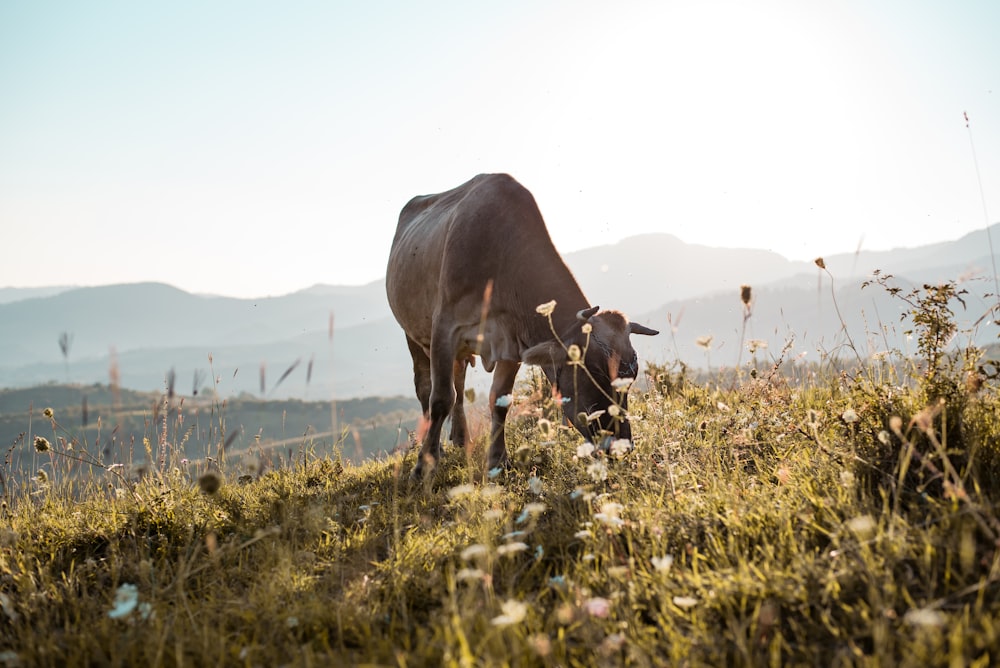 shallow focus photo of brown cow