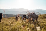 A gentle cow grazing peacefully in the golden morning light of Arkadhaara farm.