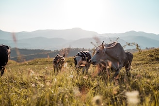Cows grazing in a lush green field with a scenic background of mountains bathed in sunlight. The image captures the peaceful morning light and the gentle demeanor of the animals as they feed.