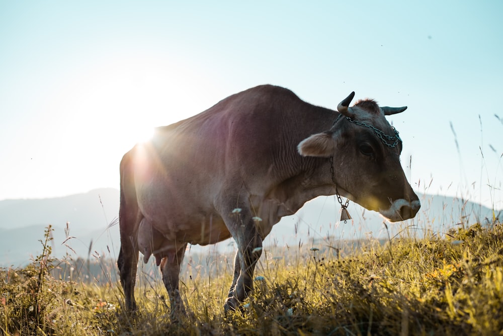 brown cattle