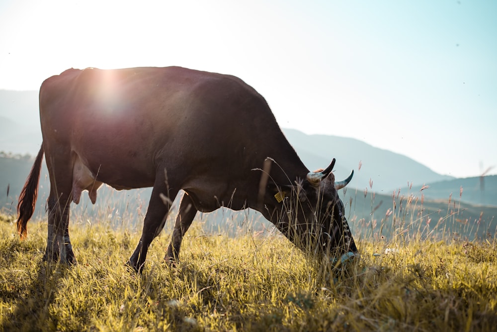 black cow during daytime